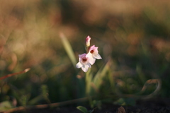 Gladiolus ochroleucus