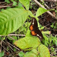 Drucina leonata
