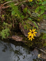 Coreopsis pulchra