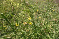 Centaurea chartolepis