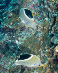 Chaetodon ephippium