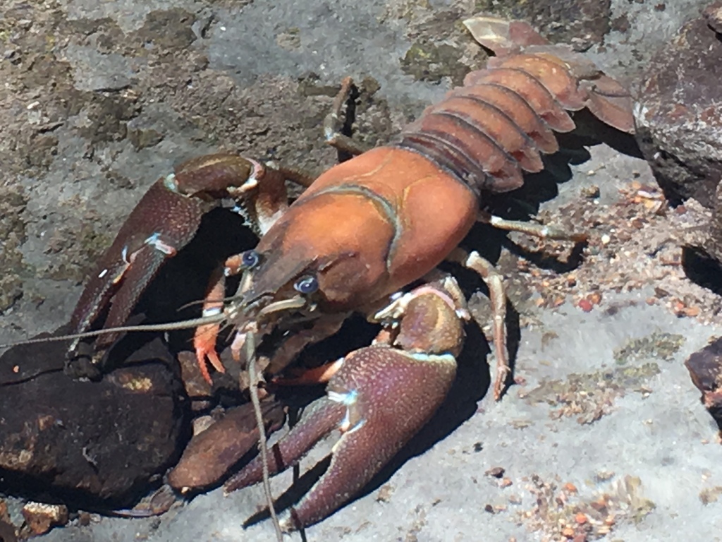 Astacid Crayfishes
