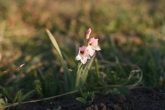Gladiolus ochroleucus