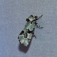 Emarginea percara