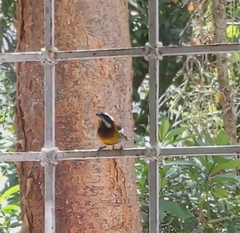 Spindalis zena benedicti