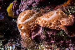 Hemimycale columella