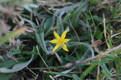 Hypoxis sobolifera