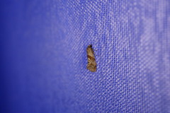 Cochylidia heydeniana