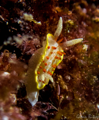Diaphorodoris papillata