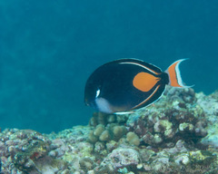 Acanthurus achilles
