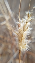 Bothriochloa barbinodis