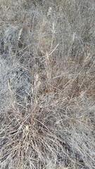 Bothriochloa barbinodis