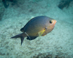 Chromis ovalis