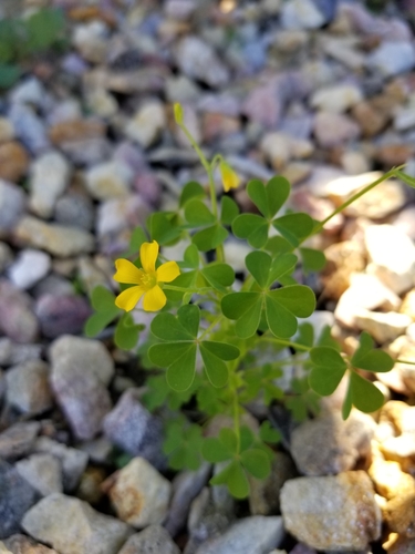 Slender yellow woodsorrel (Oxalis dillenii)