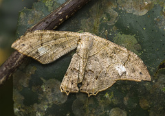 Lepidoptera
