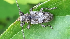 Aegomorphus modestus