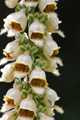 Digitalis ferruginea