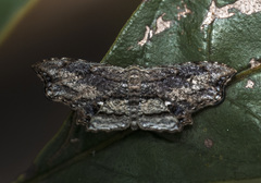 Lepidoptera