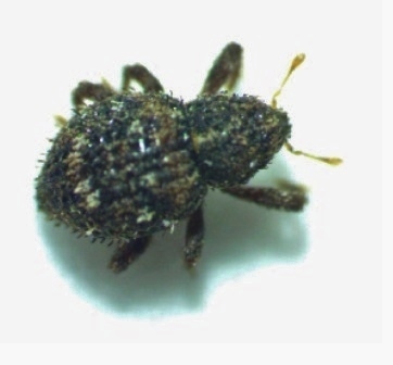 Acalles clavatus