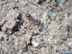 Myrmica americana