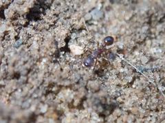 Myrmica americana