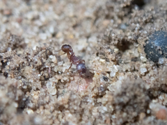 Myrmica americana