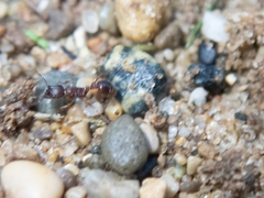 Myrmica americana