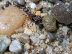 Myrmica americana