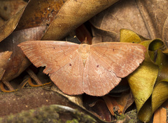 Lepidoptera