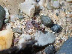 Myrmica americana