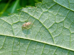 Compsidolon salicellum