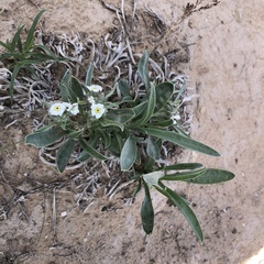 Oreocarya suffruticosa