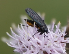 Sciara hemerobioides