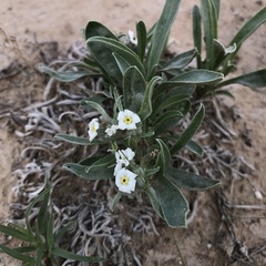 Oreocarya suffruticosa