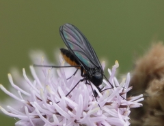 Sciara hemerobioides