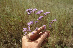 Limonium tomentellum