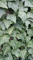 Hedera helix