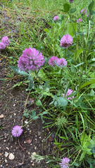 Trifolium pratense