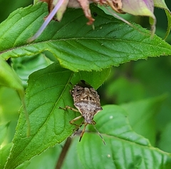 Podisus serieventris