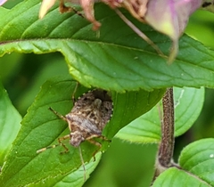 Podisus serieventris