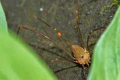 Leiobunum ventricosum