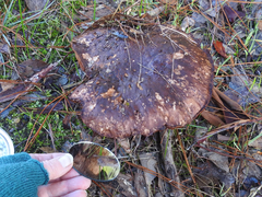 Agaricus austrovinaceus
