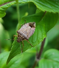 Podisus serieventris