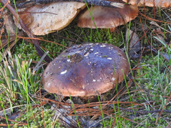 Agaricus austrovinaceus