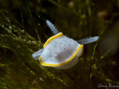 Diaphorodoris alba