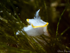 Diaphorodoris alba