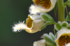 Digitalis ferruginea