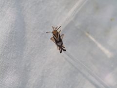 Delphax crassicornis