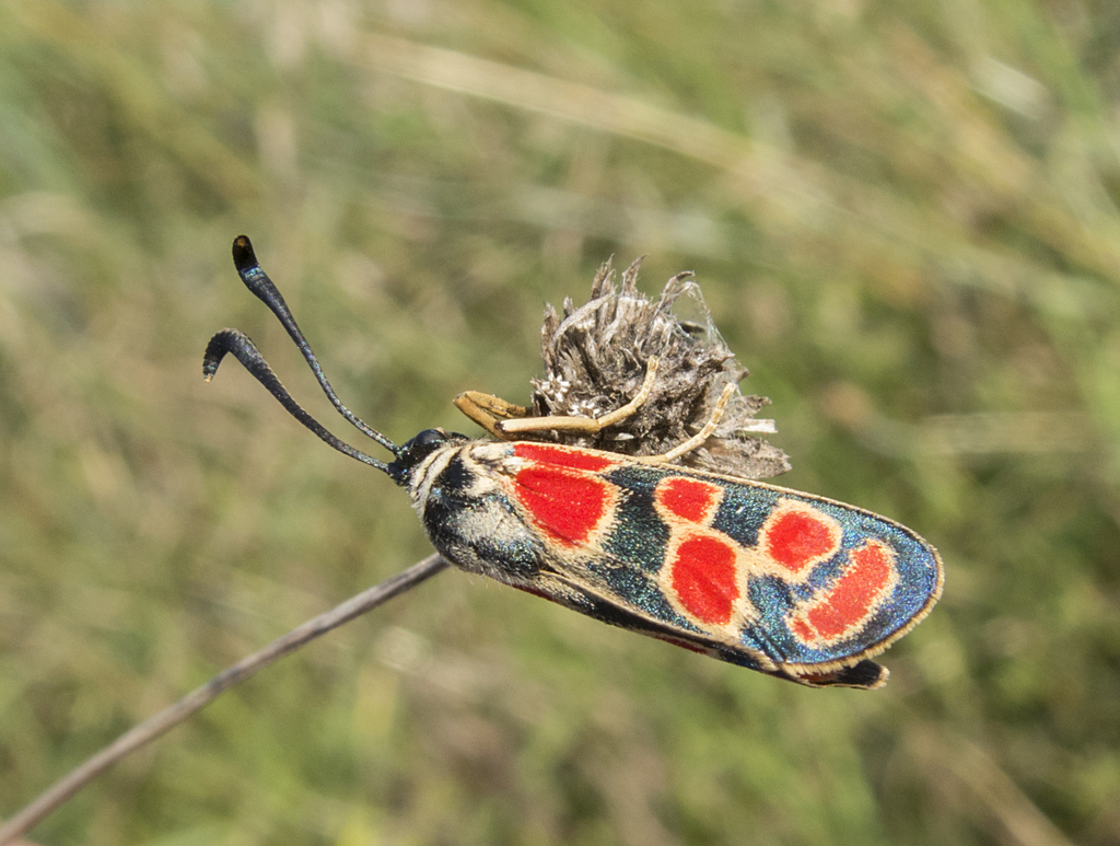 Crepuscular Burnet