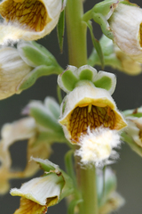 Digitalis ferruginea